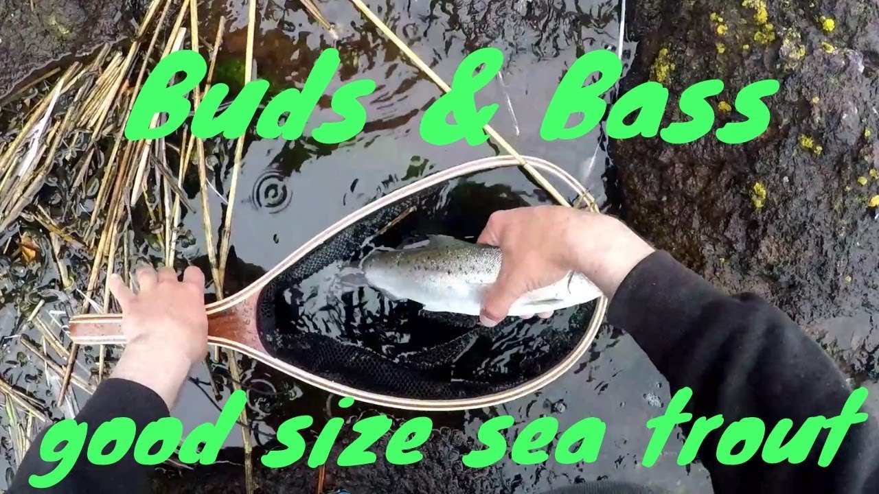Sea trout on spinner river tay estuary river fishing scotland uk