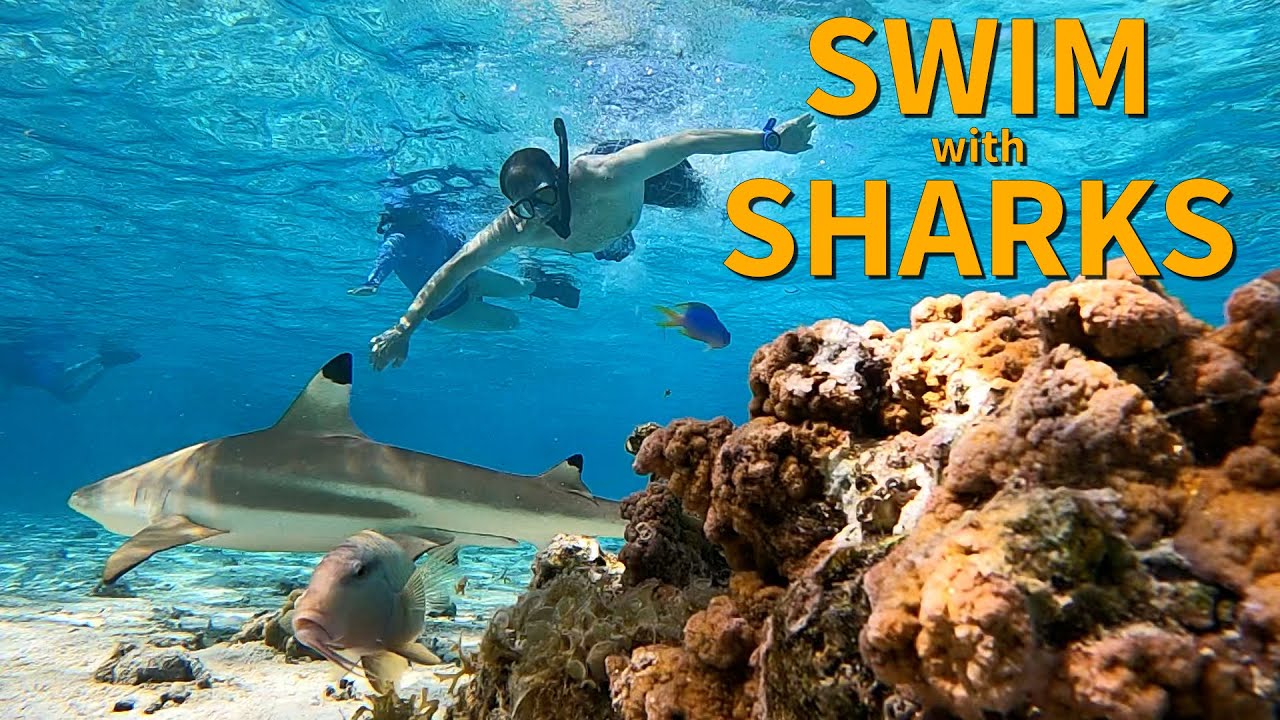 Shark Snorkeling in Tahaa, the Vanilla Island, of French Polynesia
