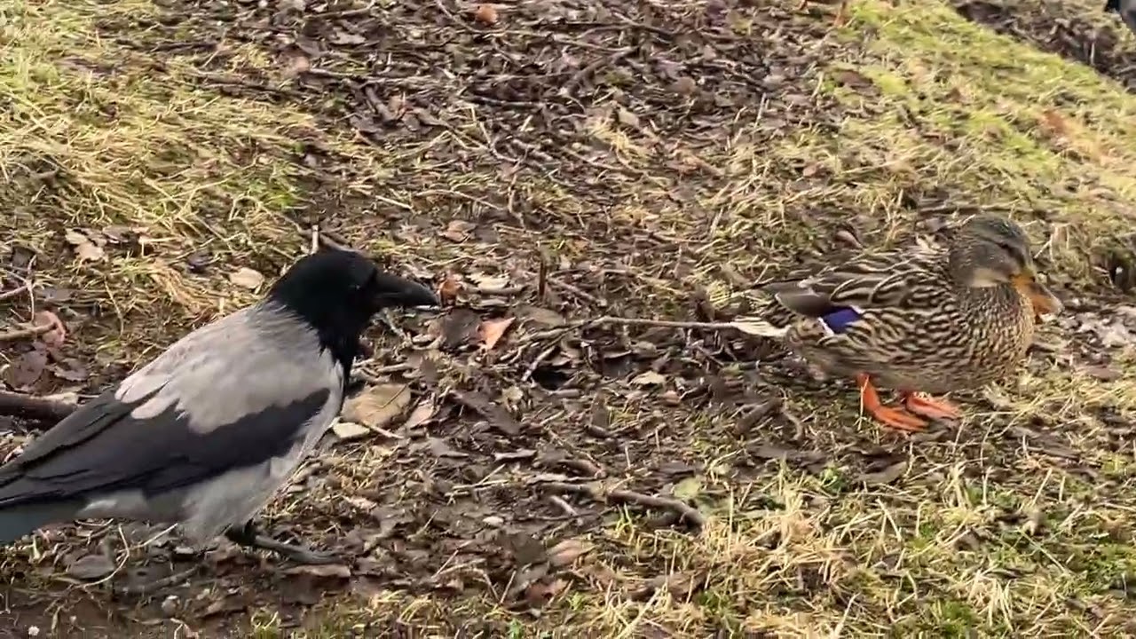 Crows up close whith Funny Ducks and Friendly gulls February 27'/ Bergen/ Norway 