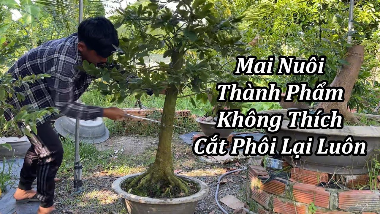 Mai Nuôi Thành phẩm Cắt Thành Cây Phôi - Mai Vàng Duy Hiếu
