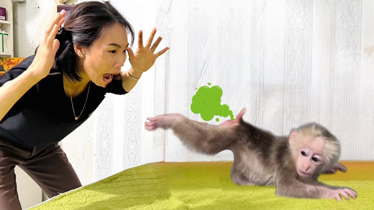 Hilarious! Baby Monkey Bedtime Fart Catches Mom Completely Off Guard
