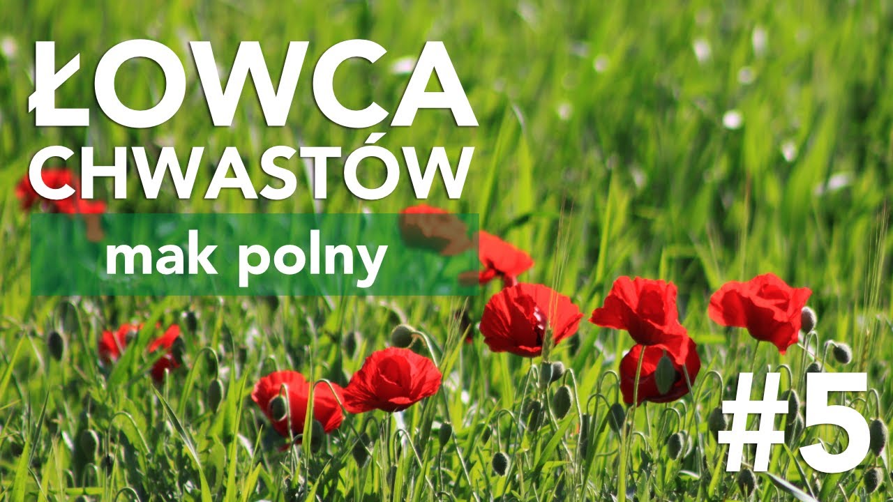 Łowca Chwastów (odc. 5) - mak polny