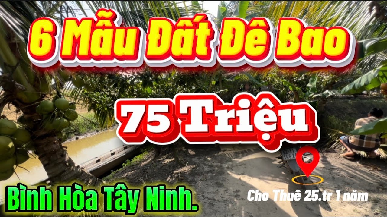 Ms 505 Bán 6 Mẫu Đất Đê Bao Bình Hòa Tây Ninh