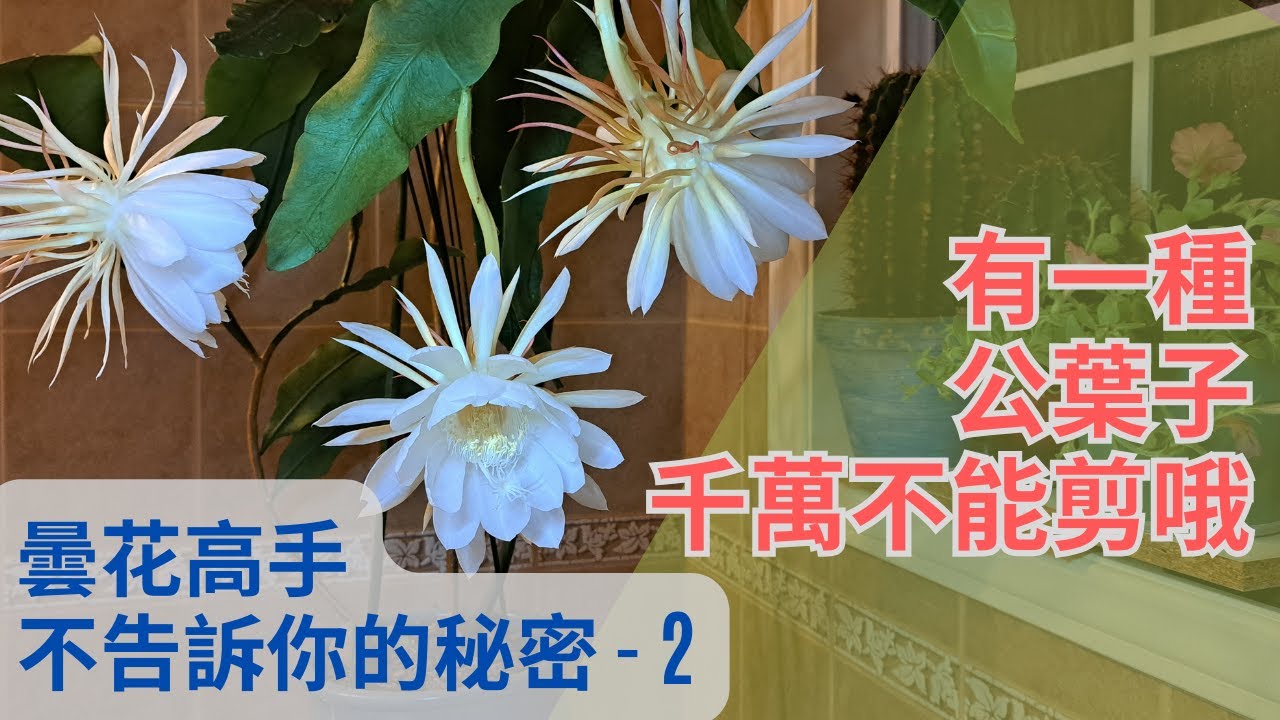 有一種曇花（昙花）的筍枝是不能剪的！-- 曇花高手不告訴你的秘密 2  