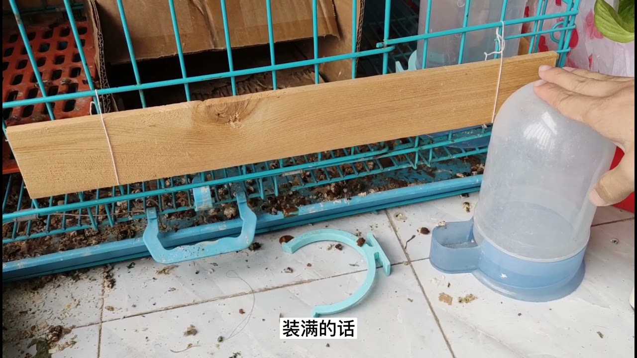 【养鹌鹑指南】在阳台养了三个月的鹌鹑天天下蛋都快快吃不完了