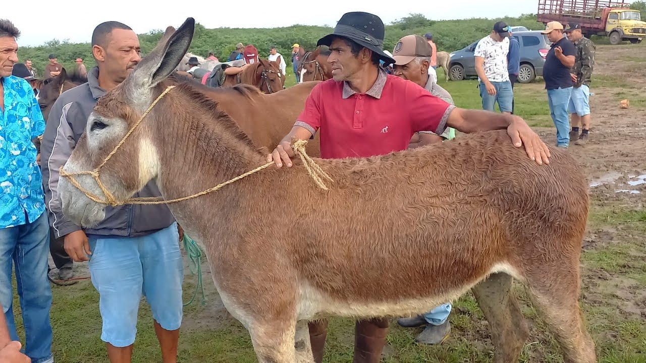FEIRA DE CAVALOS EM CAMPINA GRANDE-PB 06/08/2025 ANIMAIS BARATO DE 300 REAIS 