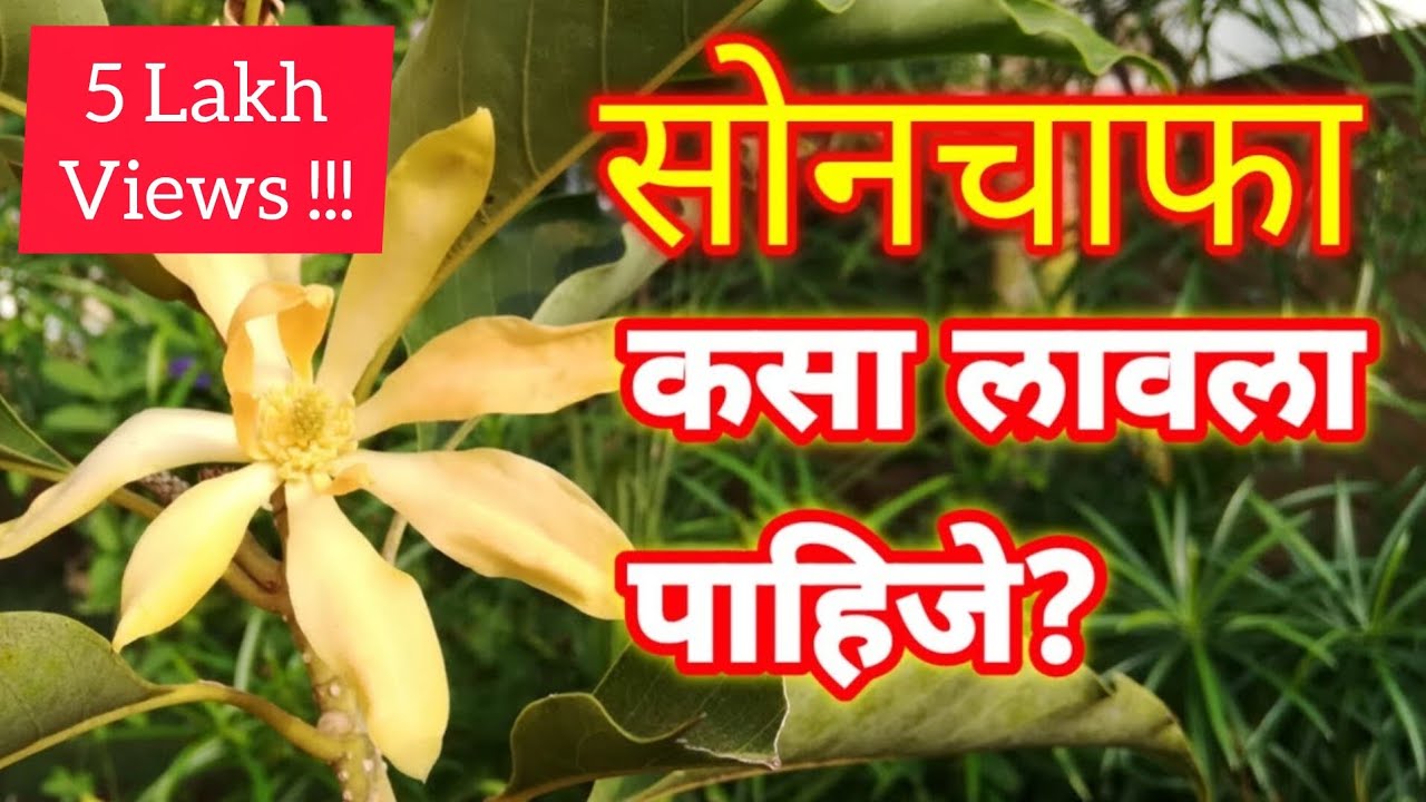 सोनचाफा | Sonchafa phool | son chapha | Champa | son champa | chafa | chapha | champak