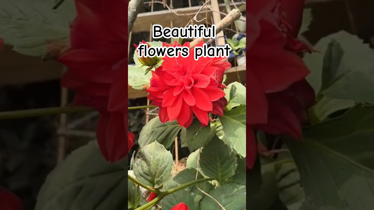 Gardening and the happiness #shortsfeed #nature #garden  #motivation #facts #gk #yt #kitchengarden