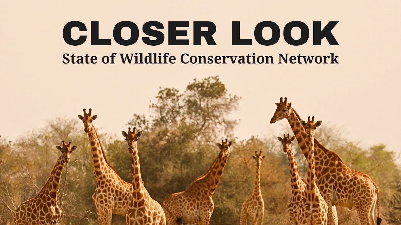 Navigating Conservation Challenges and Celebrating Success | State of WCN 2025