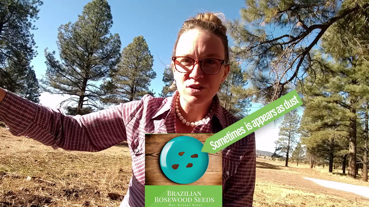 Planting The Perfect Brazilian Rosewood - Live From The Help Desk With Nikki