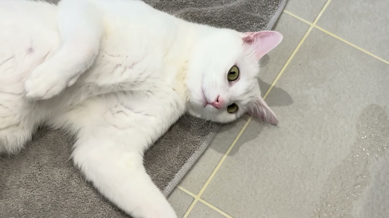 ただ白い猫が岩盤浴しているだけ