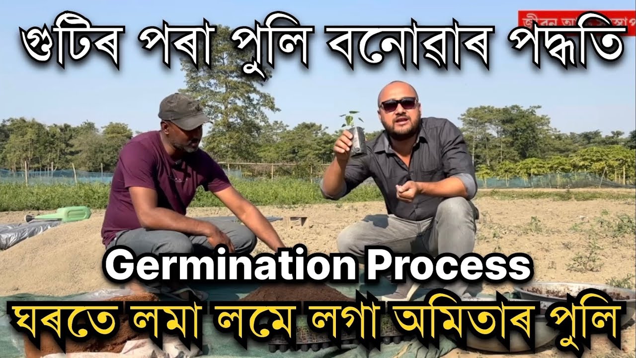 পুলি বনোৱাৰ পদ্ধতি।Red lady Papaya farming  #farming ॥Germination process of seeds॥Amita Kheti