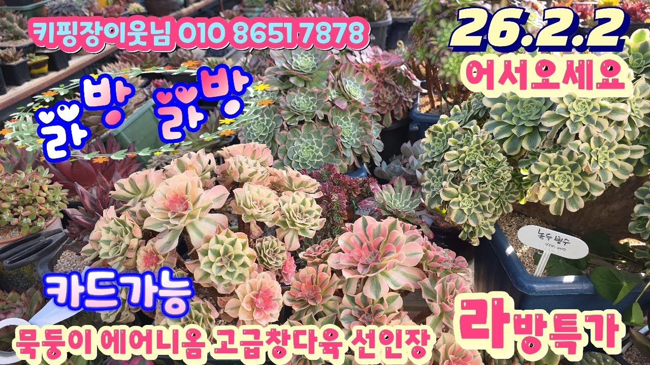 26/2/2(라이브)#키핑장이웃님 010 8651 7878/고급창다육 묵둥이분포 등