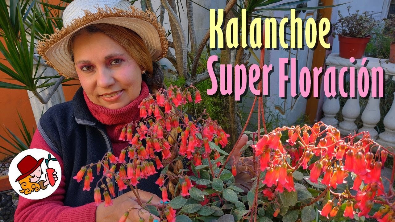 ¿Conoces el KALANCHOE de Increíble Floración?