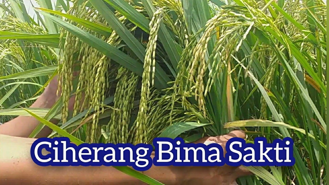 Padi Bima Sakti Ciherang Malai Panjang 85 HST Kunjungan Kang Rony Ke Sawah Petani Cinta Alam Part 5
