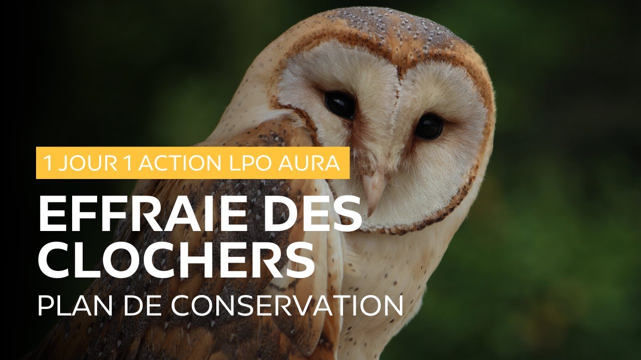 Sauver l'Effraie des clochers #1JOUR1ACTIONLPOAURA