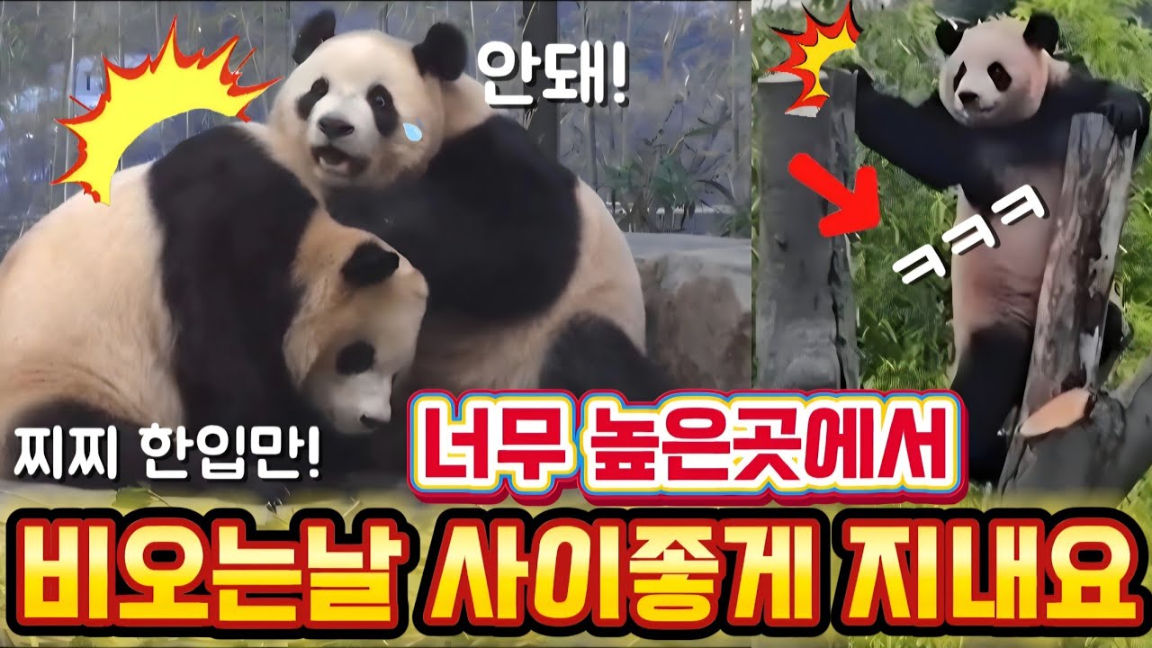 에버랜드 판다월드 3월 2일 비오는날 엄청 사이좋게 지내고 있습니다 감동적인 현장에서 