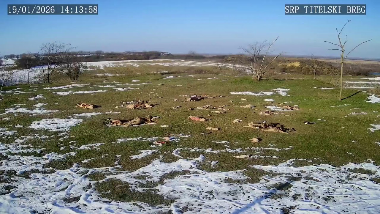 Titelski breg - Ustanova za zaštitu prirode – stream live