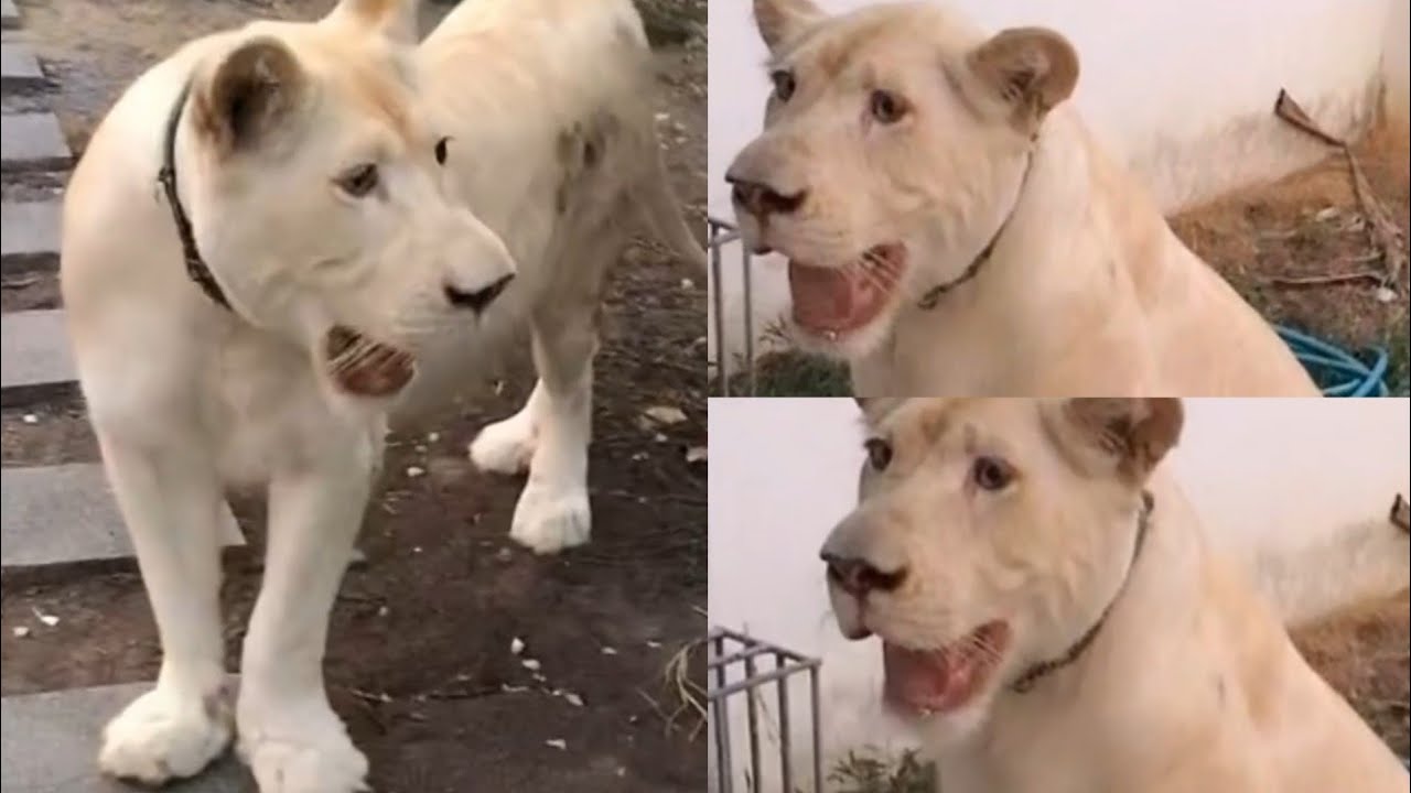 White lion roaring 😍|| #whitelion