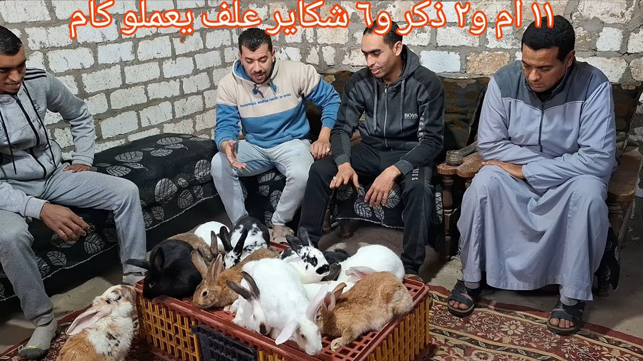 رجاله بركه السبع منوفيه بيستلمو سلالات ارانب من مزرعه الذهب الأبيض 