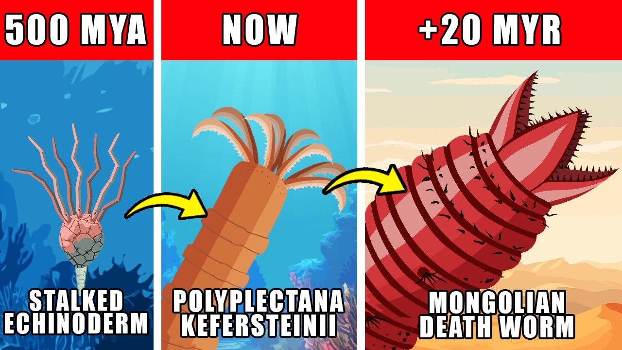 Mongolian Death Worm Origin Evolution: How Mongolian Death Worm Could Have Evolved