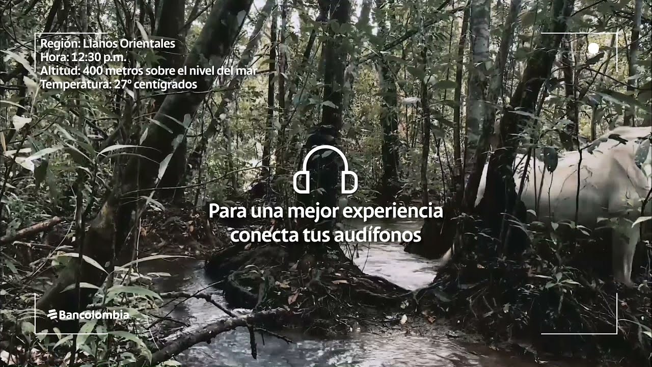 Afuera: Sonidos de la naturaleza colombiana para relajarse | Ep. 12 - San Martín, Meta (12:30 p.m.)