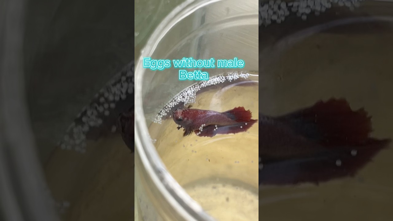 Female Betta Lays Eggs WITHOUT a Male?! 😱