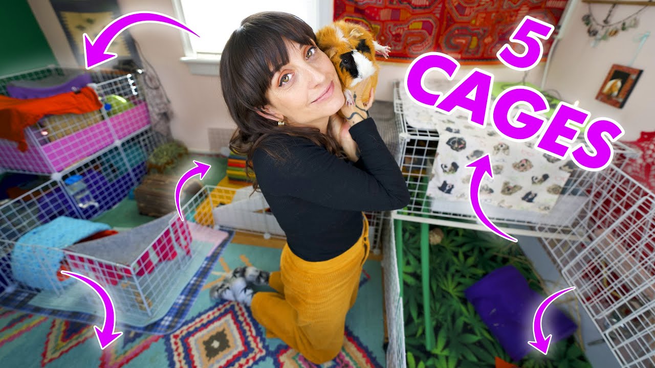 Guinea Pig Pet Room Cage Tour! | 11 PET PIGS