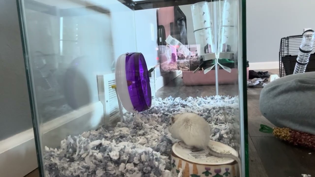 4.4 second species- shape a new behavior