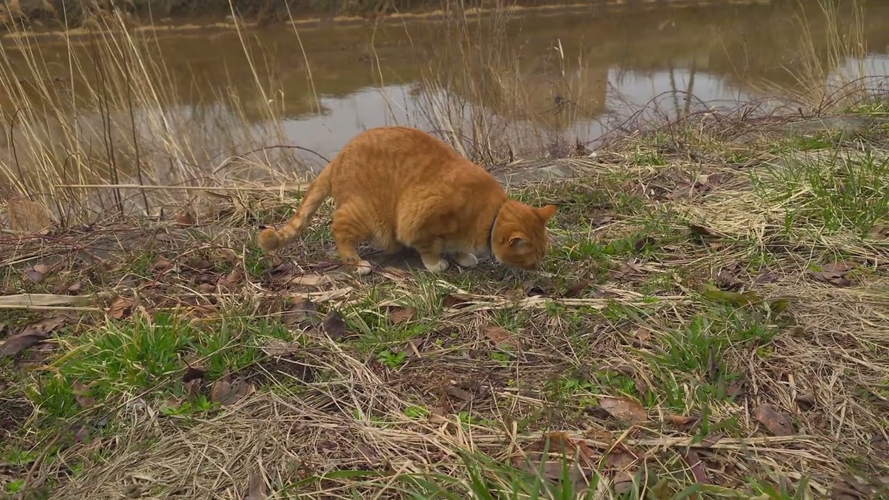 顔見知りだけど距離感が難しい猫