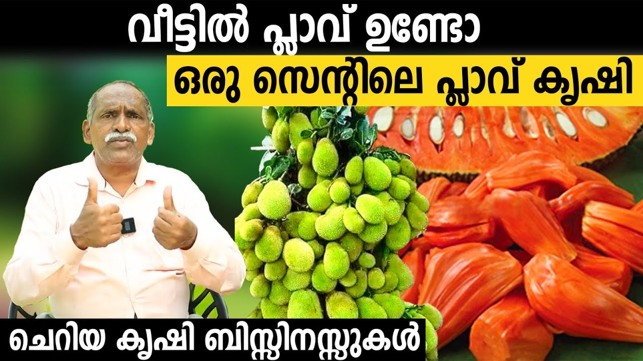വീട്ടിൽ പ്ലാവ് ഉണ്ടോ| ഒരു സെന്റിലെ പ്ലാവ് കൃഷി | എല്ലാവർക്കും ചെയ്യാവുന്ന ചെറിയ കൃഷി ബിസിനസ്സുകൾ