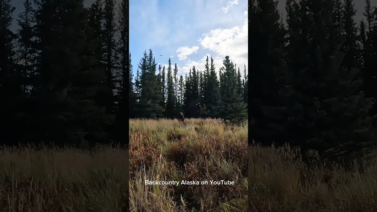 Напал медведь гризли! 😳