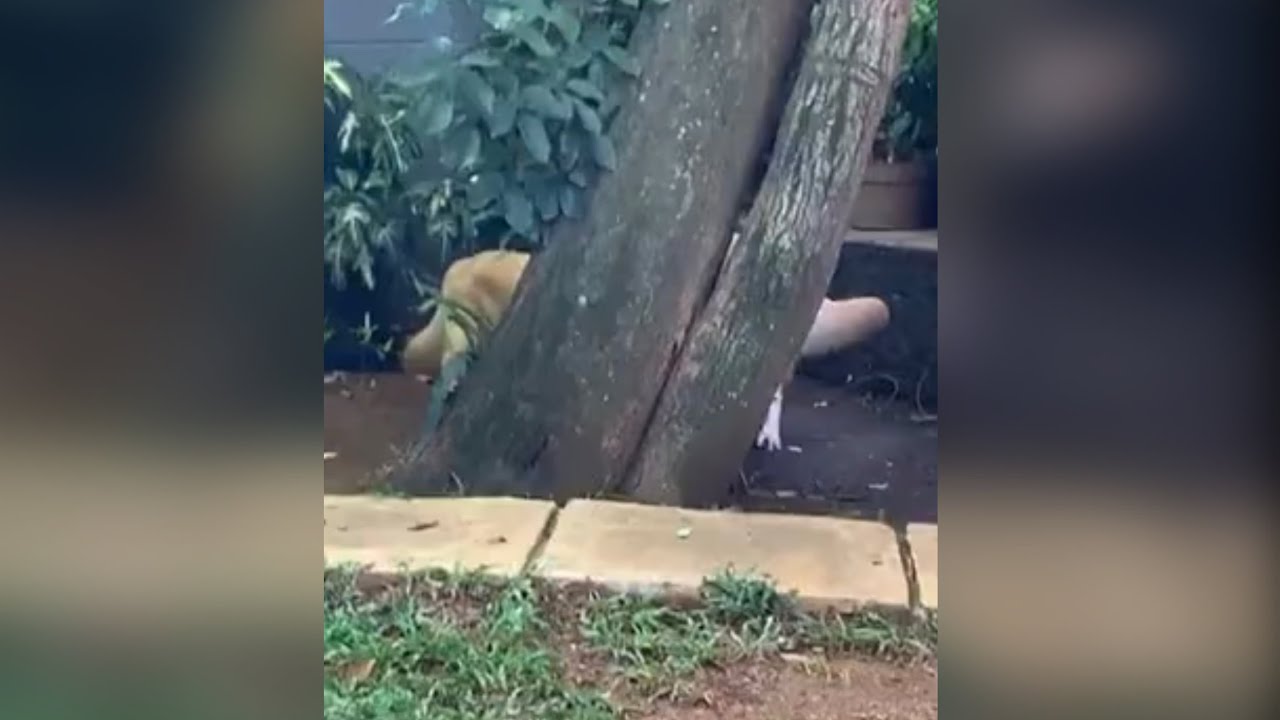 TRIPLE S LIVE - TERCYDUK OWEE OWA BERDUAAN DIBALIK POHON!