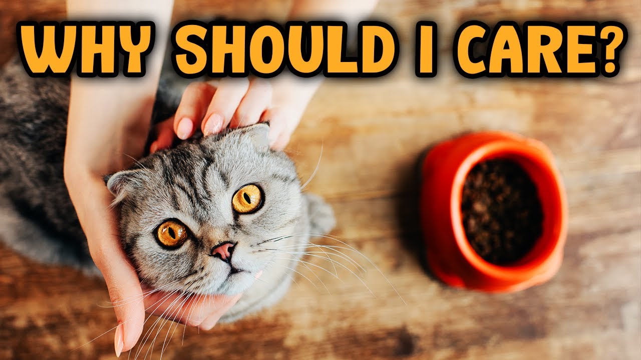 Влажный и сухой КОРМ ДЛЯ КОШЕК (есть ли разница?)