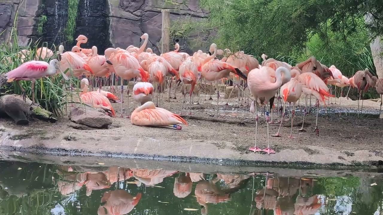 Flamingo video 4k,flamingo lagoon leipzig,zoo animals 4k,german moderation,