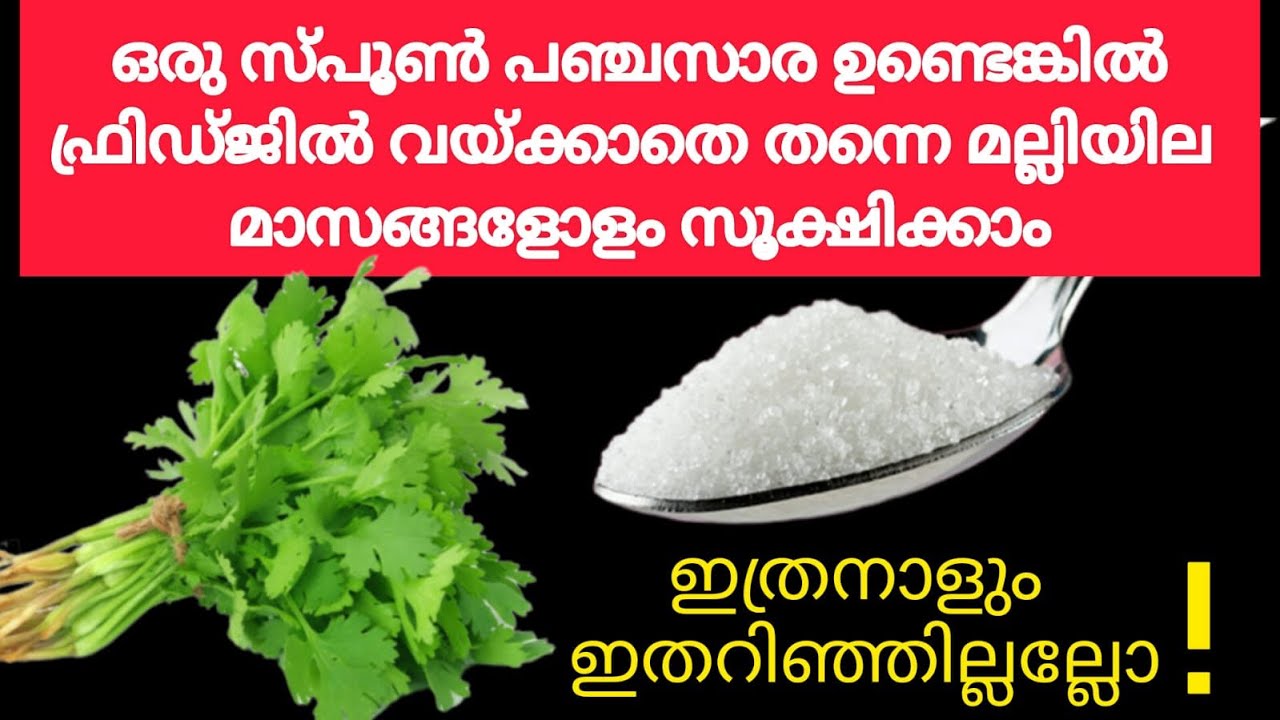 പഞ്ചസാര കൊണ്ടിങ്ങനെ ചെയ്താൽ മല്ലിയില ഫ്രിഡ്ജിൽ വയ്ക്കാതെ തന്നെ മാസങ്ങളോളം സൂക്ഷിക്കാം