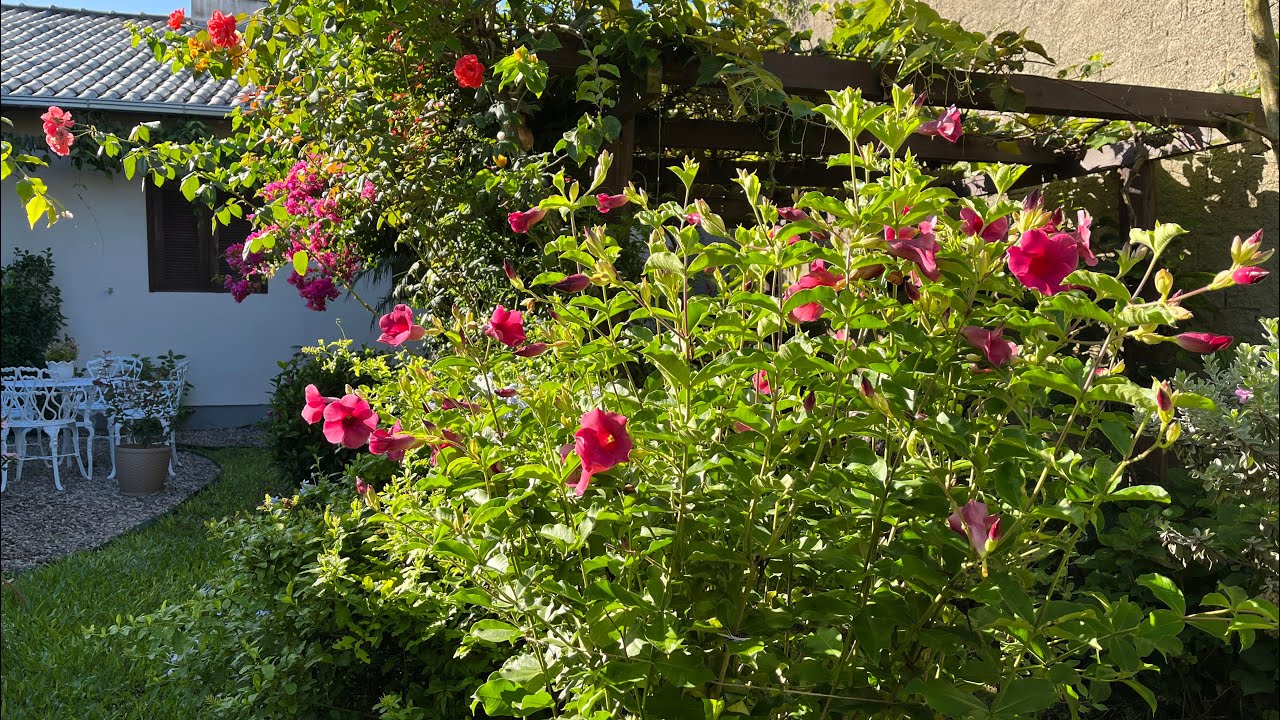TENHA UM JARDIM BELÍSSIMO COM ESSA FLOR, ALAMANDA ROXA