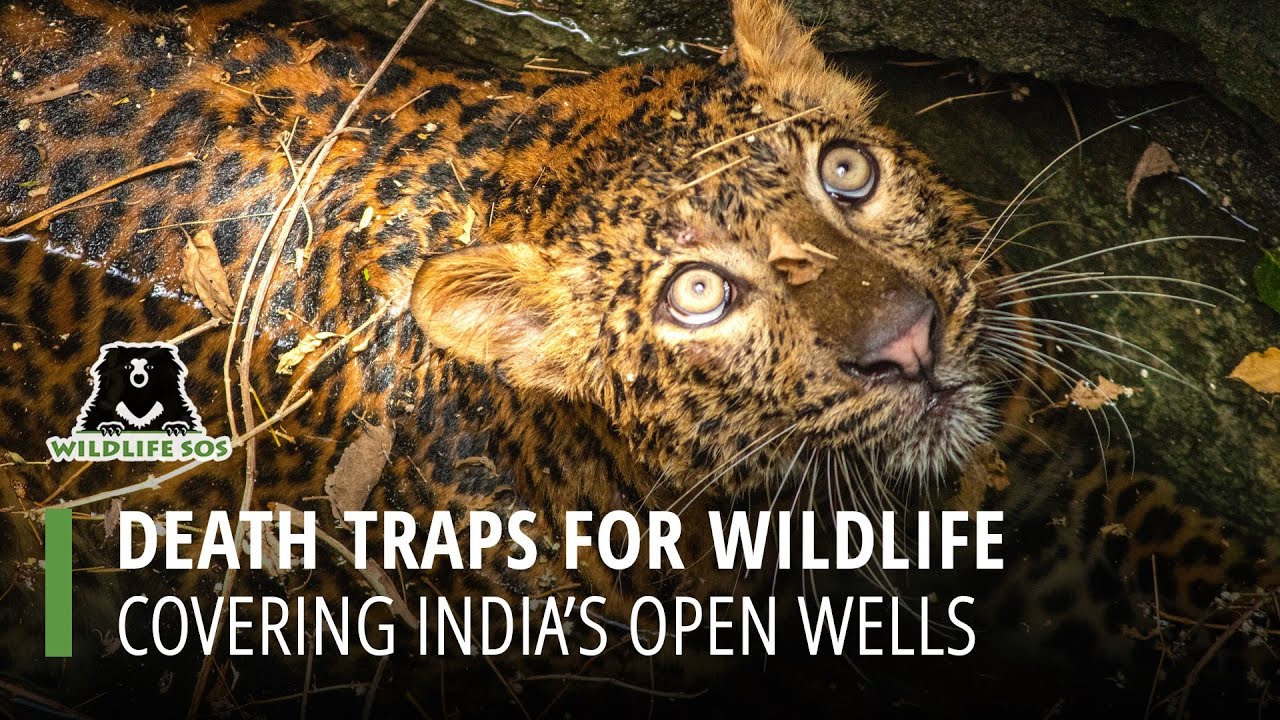 Covering Open Wells To Protect India's Leopards - Western Ghats, Maharashtra