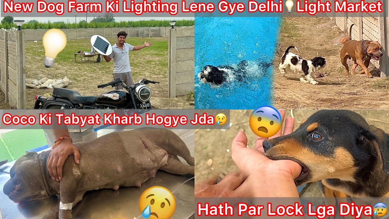 New Kennel Ki Lighting Lene Gye💡Light Market || Coco Ki Halat Tabyat Kharb Hogye😢Dr K Pass Le Gye😰