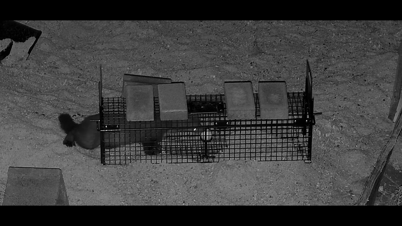 Marten Trapped with an egg.