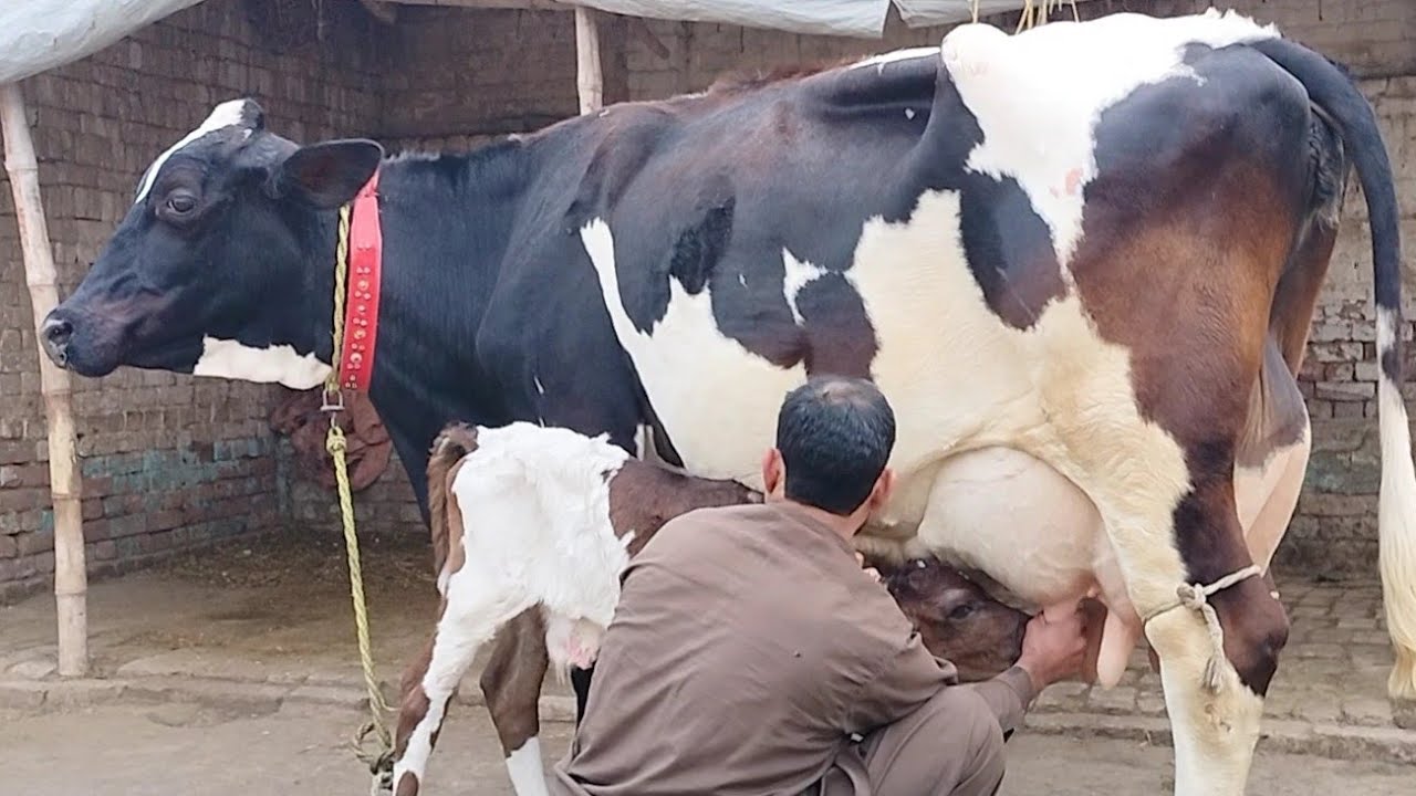top class farizan chulstani cross cow for sale in Pakistan 31/01/2024