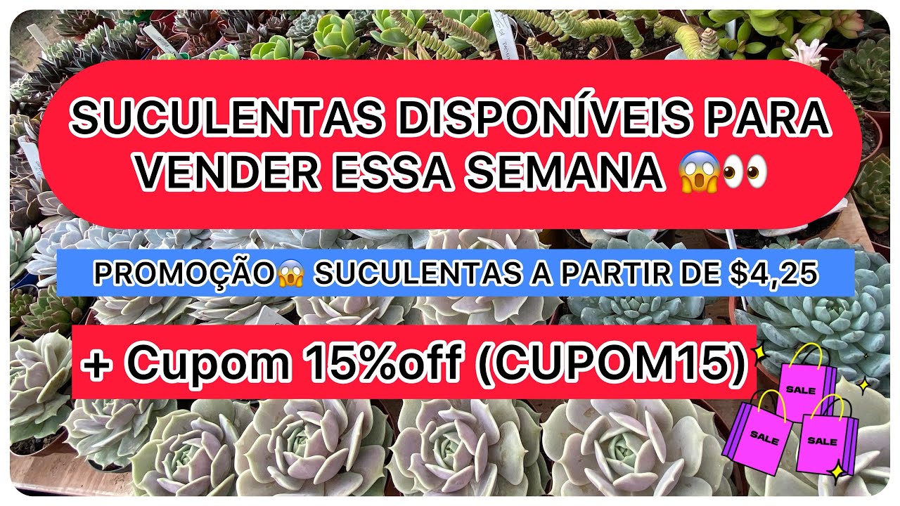 😱🎉SUCULENTAS DISPONÍVEIS PARA VENDA DESSA SEMANA, CHEGOU MUITAS NOVIDADES E PROMOÇÕES!
