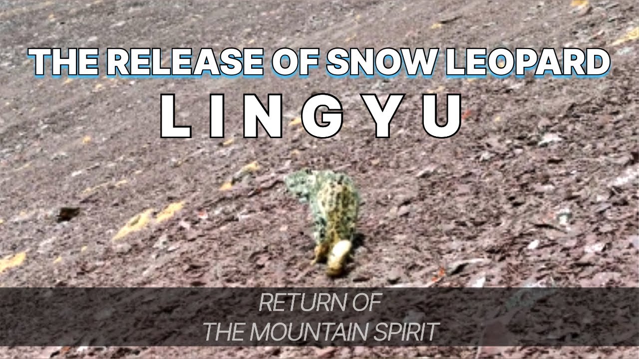 The Release of Snow Leopard Lingyu | Return of the Mountain Spirit 