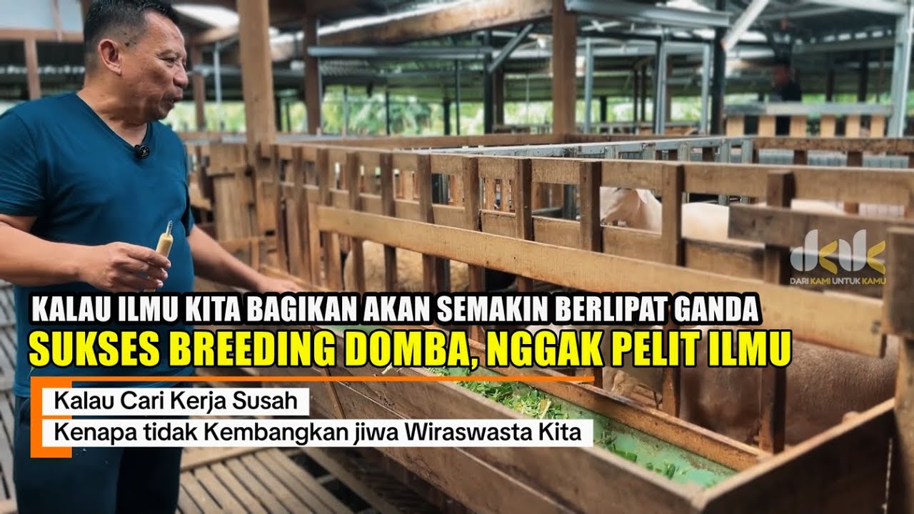 Peluang Usaha Breeding Domba, Cari Kerja Susah Wiraswasta Solusinya