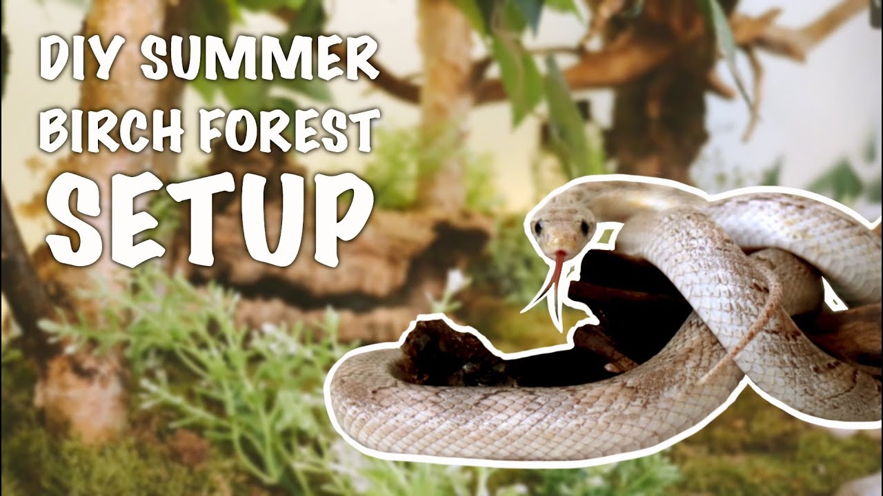 DIY corn snake terrarium setup: Birch Forest (making of)