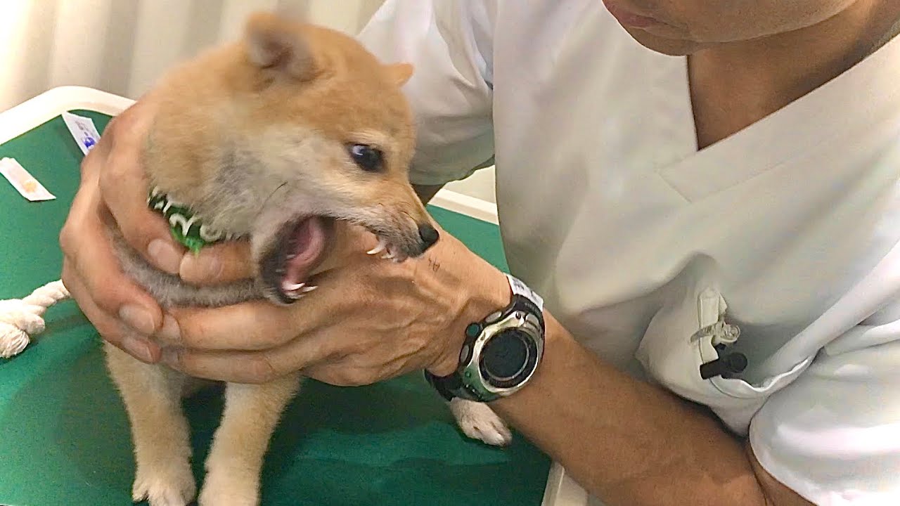 【柴犬】大嫌いな注射に怒りが抑えられない子犬。