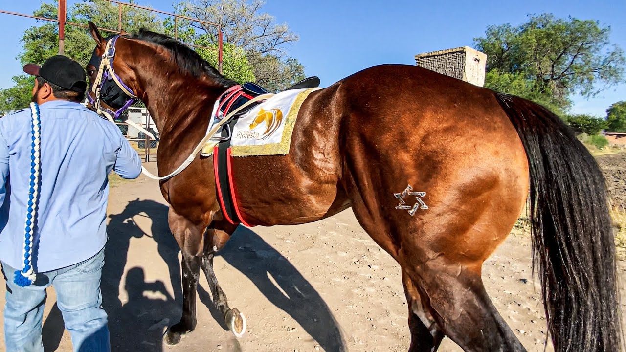 Carreron De Revancha | El Che Guevara Vs La Chitara, Tapias Race Track Durango Méx.