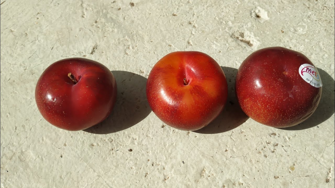 Flat! Plum / Peach? Hybrid 