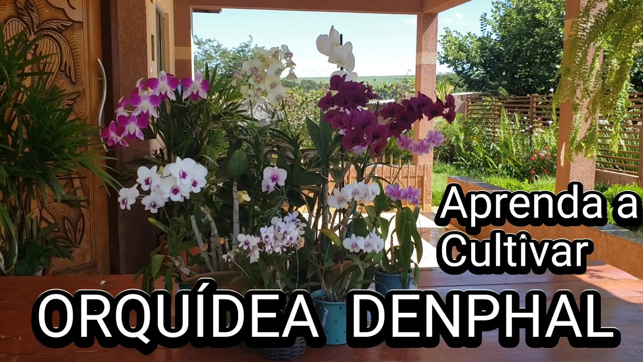 Saiba Como Cultivar ORQUÍDEA DENPHAL e ter muitas FLORES | Juliane Becker