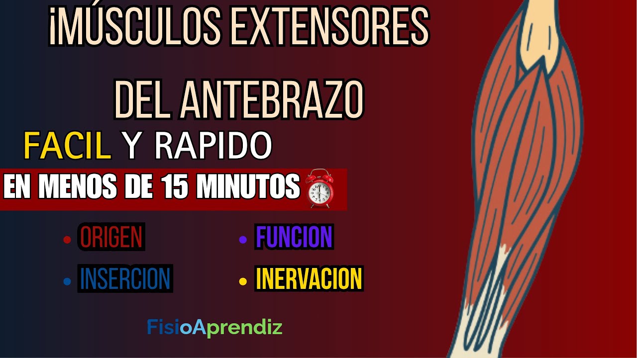 Extensores del Antebrazo: ¡Apréndelos en 15 Minutos!